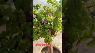 Jade plant care tips 🌱🍃jadeplantcare tips [upl. by Marlin]