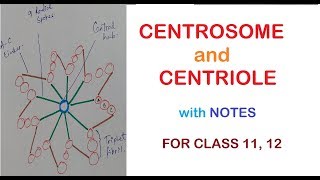 CENTROSOME and CENTRIOLES  Class 11 12 [upl. by Tnecillim391]