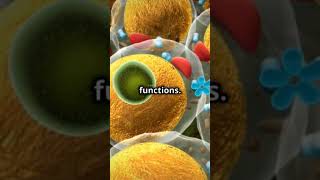 Difference Between Plant Cell and Animal Cell shorts biology tending [upl. by At]