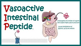 VIP vasoactive intestinal peptides  structure and function [upl. by Eltrym]