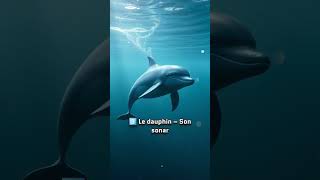 Voici le top 5 des animaux qui entendent le mieux animaux animals animalshorts top5 top [upl. by Nired]