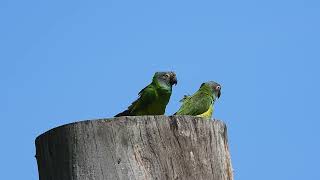 Periquito de cabeça suja  Aratinga weddellii  vocalizando [upl. by Nolitta885]