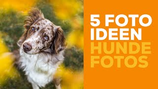 5 FOTOIDEEN für Deine Hundefotos  Hundefotografie BildIdeen [upl. by Bradlee238]