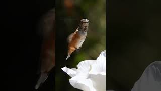 Sound on hummingbird [upl. by Nahor]