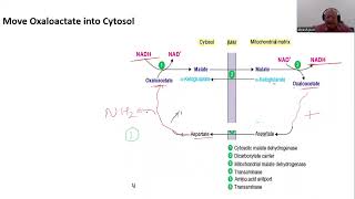 Transport across Mitochondrial Membrane II MalateAspartate Shuttle [upl. by Anitnatsnok972]