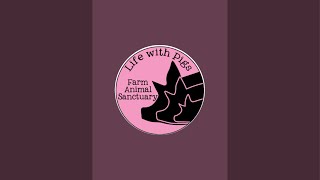 Life With Pigs Farm Animal Sanctuary is live [upl. by Emmey]