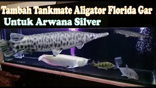 ALIGATOR FLORIDA GAR TANKMATE UNTUK AROWANA  ARWANA SILVER [upl. by Loredana]