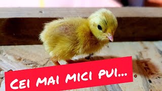 Cei mai mici pui scosi la incubator [upl. by Acsirp]