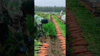 Carrots harvesting tricks 🥕 us farming secrets  carrots farming shorts agriculture [upl. by Tnahs]