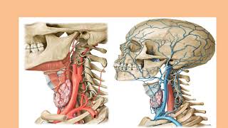 TRAUMATISME VERTEBROMEDULLAIRE [upl. by Ng]