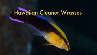 Hawaiian Cleaner Wrasses [upl. by Yerdna826]