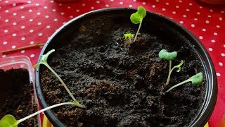 Marvel of Peru Mirabilis jalapa seeds Germinated [upl. by Granoff]