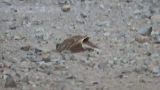 Dust bathing Richards Pipit [upl. by Yro]