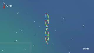 Polymerase Chain Reaction  Amplify DNA for Analysis 3D animation by Labster [upl. by Adlesirc513]