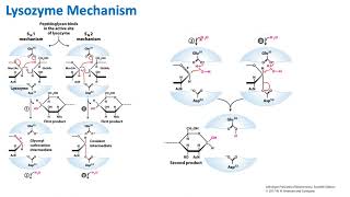 Lysozyme Mechanism  Biochemistry [upl. by Ahsir]