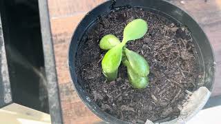 Planting another jade plant in backyard [upl. by Nnoved]