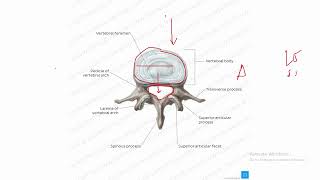 Posterior Abdominal wall [upl. by Oinotnaocram]