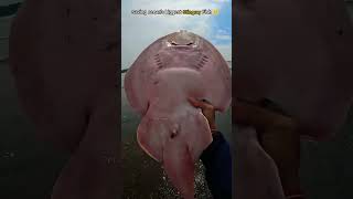 🥹 Rescue Mission saved a giant stingray fish fish stingray oceanrescue fishing shorts sea [upl. by Barnebas105]