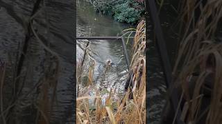 Working Cocker Spaniel Retrieves Shot Pheasant💥 [upl. by Dnanidref557]