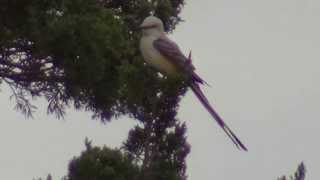 The Scissor Tailed Flycatcher Oklahomas State Bird [upl. by Ailemak502]