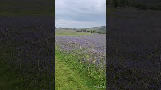 BLUEBELLS IN UK beautiful view unitedkingdom nature travel bluebellsamazingbluebells [upl. by Stella219]