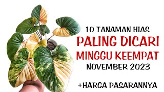 10 Tanaman Hias Tercantik Paling Dicari di Minggu ke EMPAT November 2023 [upl. by Maridel]