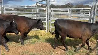 29 Station Mated Heifers [upl. by Modeste]