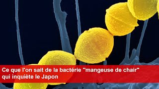 Ce que lon sait de la bactérie quotmangeuse de chairquot qui inquiète le Japon [upl. by Urita686]