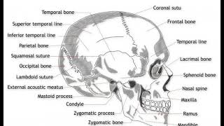 What Is the Mandibular Condyle [upl. by Graves763]