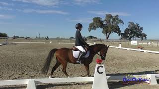 321D Elisa Karnavy on Foxens Little Treat JR Starter Dressage Woodside October 2024 [upl. by Kiley]