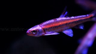 Notropis chrosomus  Regenbogenelritze [upl. by Jakoba108]