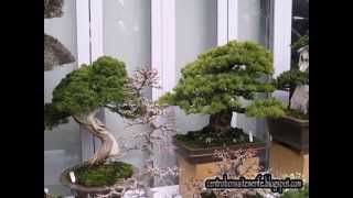 Bonsai market at the Green Club Part 6 Kokufu Bonsai Ten 2013 [upl. by Anilasor]