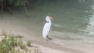 Bird Eating Fish nature birds [upl. by Ashlie195]