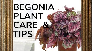 BEGONIA PLANT CARE How to Grow and Propagate Begonia Cuttings  Garden  Begonia Plants Care amp Tips [upl. by Elsi874]