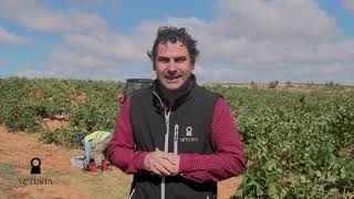 Cómo se vendimia los buenos vinos Ribera del Duero [upl. by Yelac57]