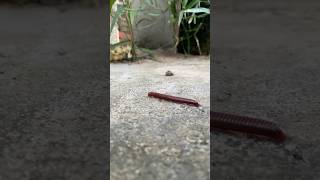 Wow😮 Coconut worm 🪱 god shorts shortsfeed shortvideo [upl. by Lalla]