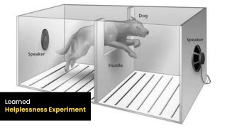 Learned Helplessness Experiment  Martin Seligman  Cognitive Dissonance Experiment  Online Docs [upl. by Eenrahc]