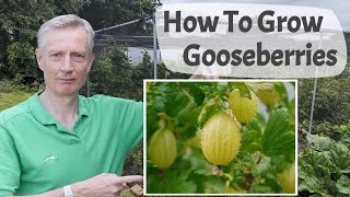 How To Grow Gooseberries  A Complete Introduction To Growing A Delicious And Underrated Fruit [upl. by Cadell]