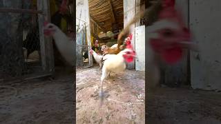 افتح يا سجان 🫡😅🐓 [upl. by Ragas]