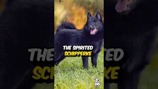 3 Fun Facts About The Schipperke Dog shorts dogfacts schipperke dogbreed [upl. by Feldman]