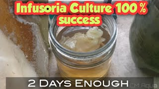 Infusoria Culture 100 result in 2 days [upl. by Drewett894]