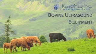 Bovine Ultrasounds Collection  KeeboVet [upl. by Lela]