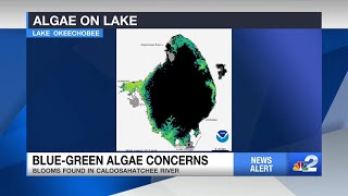 Algae Bloom observed in Lake Okeechobee [upl. by Anitserp195]