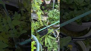 How to make mom’s DIY ladle for watering your plants 🔥 shorts gardendiy [upl. by Vikky]