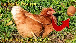 La poule Rousse la meilleure pondeuse [upl. by Nanon]