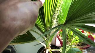 How fast does a Washingtonia robusta grow [upl. by Oderfodog]