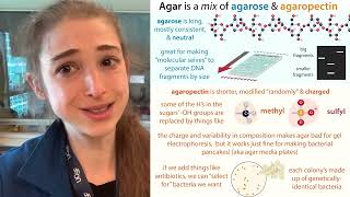 Agar vs agarose  whats the difference and where do you see each used [upl. by Finnie]