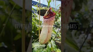 5 bizarre facts about carnivorous plants 🌱 ai carnivorous plants carnivorousplants nature [upl. by Teriann]