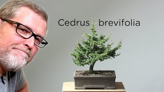 Bonsaify  Cyprus Cedar Bonsai Styling [upl. by Eichman408]