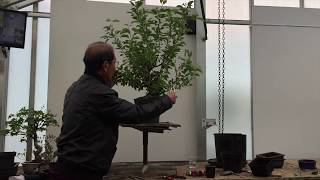 Creating Your Own Bonsai Tree  The Easy Guide By Peter Chan [upl. by Eiblehs]